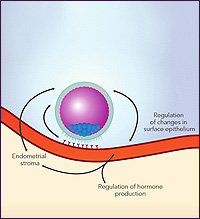 EmbryoGen